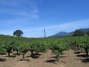 Vineyard 29 Passes Aida Vineyard to a New Generation of Napa Valley Winemakers